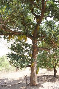 Jackfruit_tree_in_Gujarat
